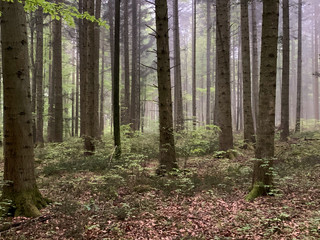 Lemberg in Baden-Württemberg bei Nebel