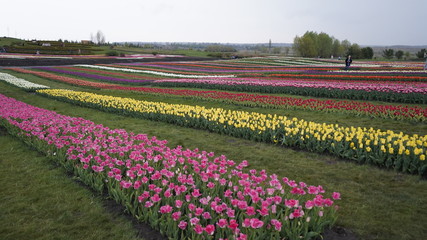Park with vibrant colors. A lot of blooming tulips. Tulip Exhibition. Field of multi-colored tulips. Floristics, many colored flowers. Lots of tulips.