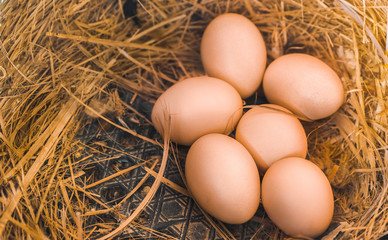 Fresh chicken eggs in hay nest at farm