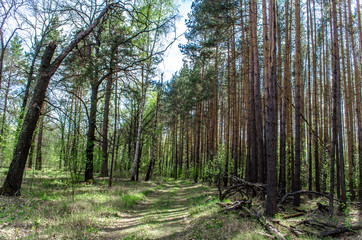 trees in the forest