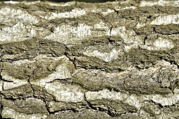 Natural background of the birch tree trunk bark. White wood texture