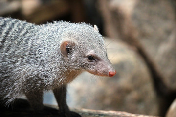 banded mongoose closeup portrait native from Sahel to Southern Africa 