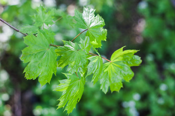 Fototapeta na wymiar Beautiful fresh green tree leaves