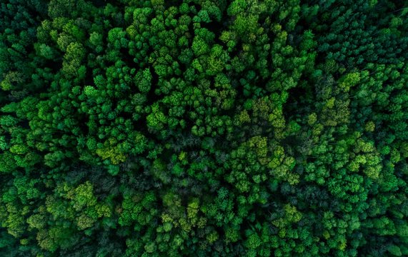 widok z g&oacute;yr na zielony las
