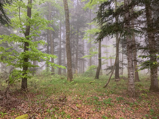 Lemberg in Baden-Württemberg bei Nebel