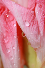 water drops on pink lily