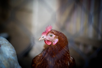 chicken with a red comb walks around the chicken coop