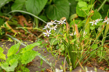 white flowers in the garden