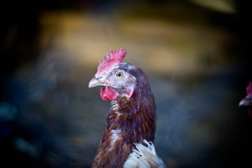 chicken with a red comb walks around the chicken coop