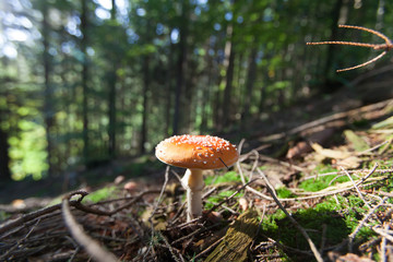 Boletus growing in the forest.