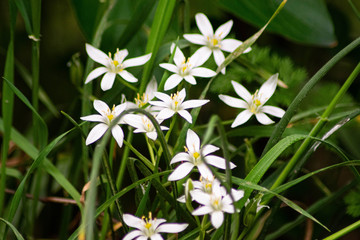 white little flowers in the garden