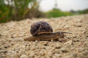 Snail on the road on Cyprus 