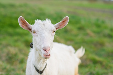 Funny joyful goat grazing on a green grassy lawn. Close up portrait of a funny goat. Farm Animal. The goat is looking at the camera.