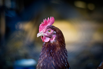 chicken with a red comb walks around the chicken coop
