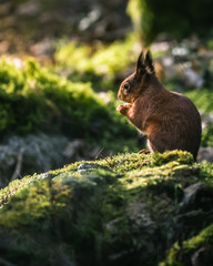 Small squirrel enjoying the warmer days in spring.