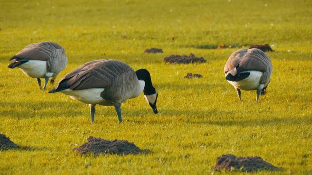 Beautiful purebred black and white canadian geese graze on a green meadow in the park