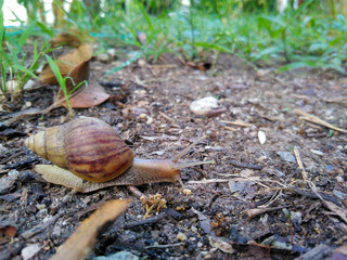Snails on the ground in the garden