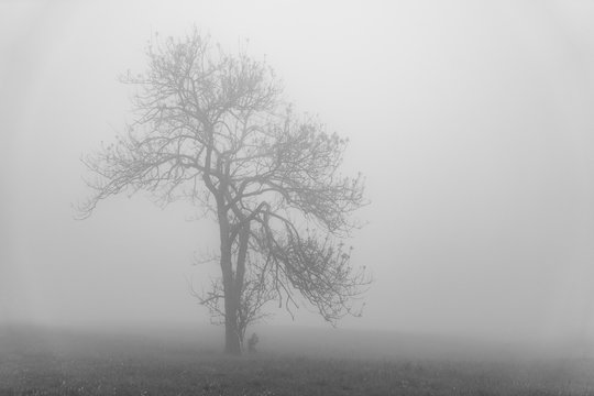 Lemberg in Baden-W&uuml;rttemberg bei Nebel