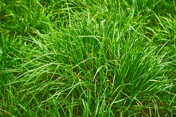 Morning dew on fresh, green, juicy grass. Makro