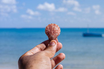 hand holding seashell on the beach