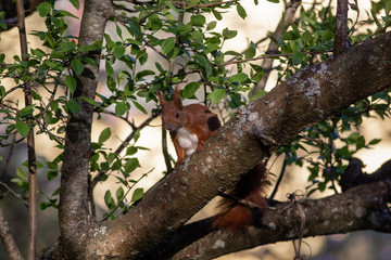 Eichhörnchen im Baum