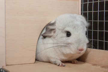 Cute grey chinchilla is sitting in the wooden house. Domesticated long-tailed chinchilla.