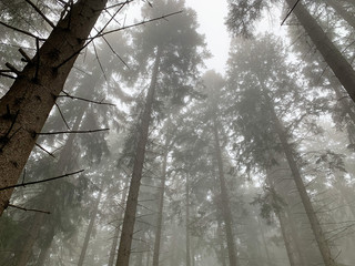 Lemberg in Baden-Württemberg bei Nebel