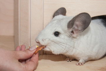Cute grey chinchilla is sitting in the cage and eating dried apple