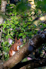 Eichhörnchen im Baum
