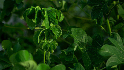curly cassava leaf usually cooked for vegetables