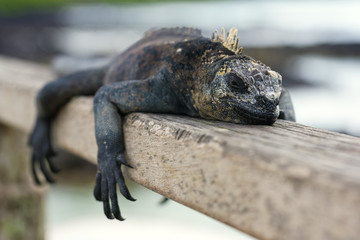 Iguana marina descansando en una viga de madera en islas Galápagos