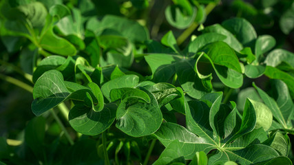curly cassava leaf usually cooked for vegetables