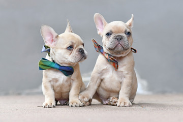 Pair of cute lilac fawn colored French Bulldog dog puppies wearing bow ties while appearing to hold hands sitting together in front of gray wall