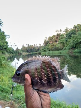 The Pearlspot fish (Karimeen) caught by the kerala river.