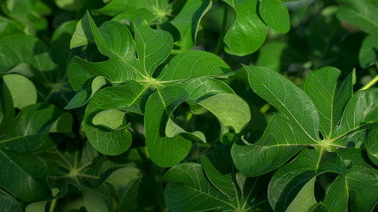 curly cassava leaf usually cooked for vegetables