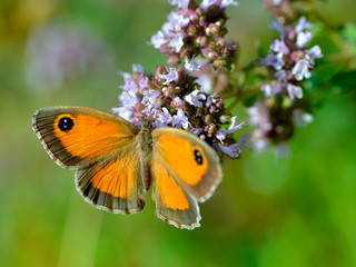 Closeup Pyronia butterfly feeding on flower seen from above