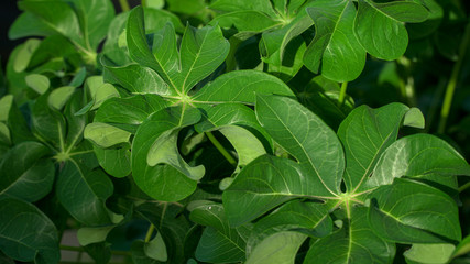 curly cassava leaf usually cooked for vegetables