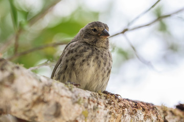 Pinzón de Darwin, pájaro en la rama de un árbol
