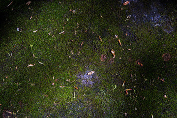 
texture green grass and moss