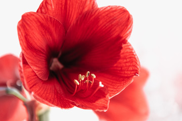 Red Amaryllis Blooms