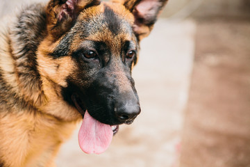 German shepherd on the background of the aviary