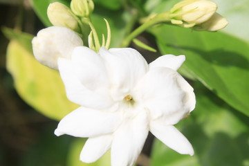 Fototapeta na wymiar white and yellow flowers