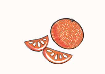 Watercolor oranges isolated on white bacground.