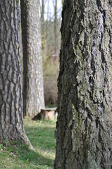 Fototapeta premium tree