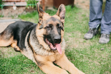 German shepherd lying on green grass with man. Resting dog