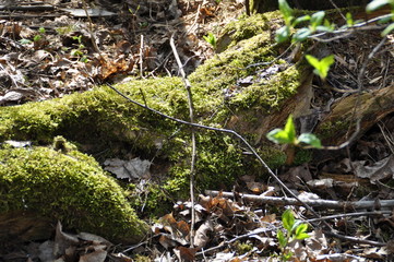 moss
