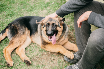German shepherd lying on green grass with man. Resting dog