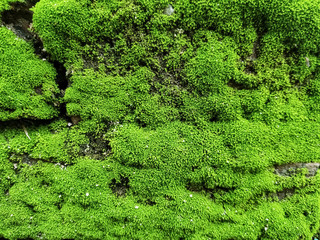 Natural green moss on stone wall