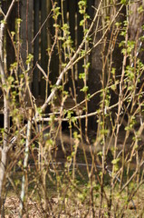 

raspberry branches