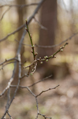 branches